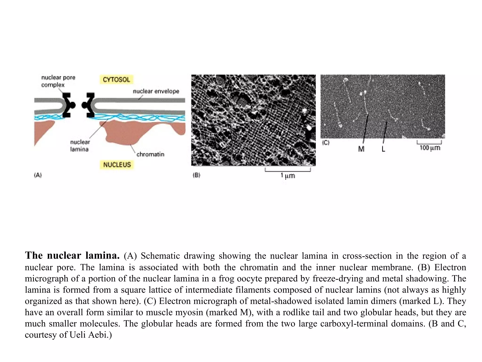 The nuclear lamina.  (A) Schematic drawing showing the nuclear lamina in cross-section in the region of a nuclear pore. The lamina is associated with both the chromatin and the inner nuclear membrane. (B) Electron micrograph of a portion of the nuclear lamina in a frog oocyte prepared by freeze-drying and metal shadowing. The lamina is formed from a square lattice of intermediate filaments composed of nuclear lamins (not always as highly organized as that shown here). (C) Electron micrograph of metal-shadowed isolated lamin dimers (marked L). They have an overall form similar to muscle myosin (marked M), with a rodlike tail and two globular heads, but they are much smaller molecules. The globular heads are formed from the two large carboxyl-terminal domains. (B and C, courtesy of Ueli Aebi.) 