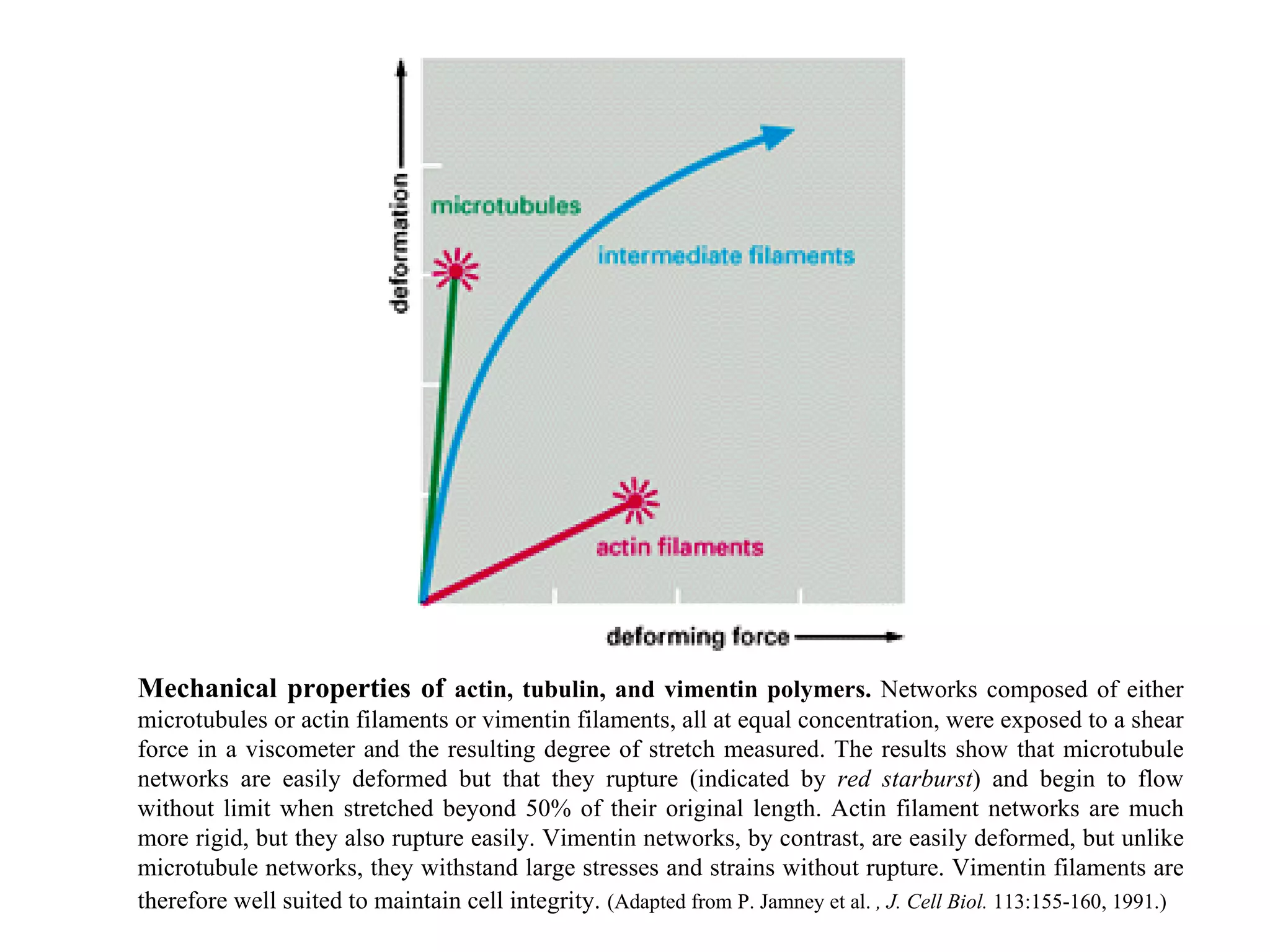 Mechanical properties of  actin, tubulin, and vimentin polymers.  Networks composed of either microtubules or actin filaments or vimentin filaments, all at equal concentration, were exposed to a shear force in a viscometer and the resulting degree of stretch measured. The results show that microtubule networks are easily deformed but that they rupture (indicated by  red starburst ) and begin to flow without limit when stretched beyond 50% of their original length. Actin filament networks are much more rigid, but they also rupture easily. Vimentin networks, by contrast, are easily deformed, but unlike microtubule networks, they withstand large stresses and strains without rupture. Vimentin filaments are therefore well suited to maintain cell integrity.   (Adapted from P. Jamney et al.  , J. Cell Biol.  113:155-160, 1991.) 