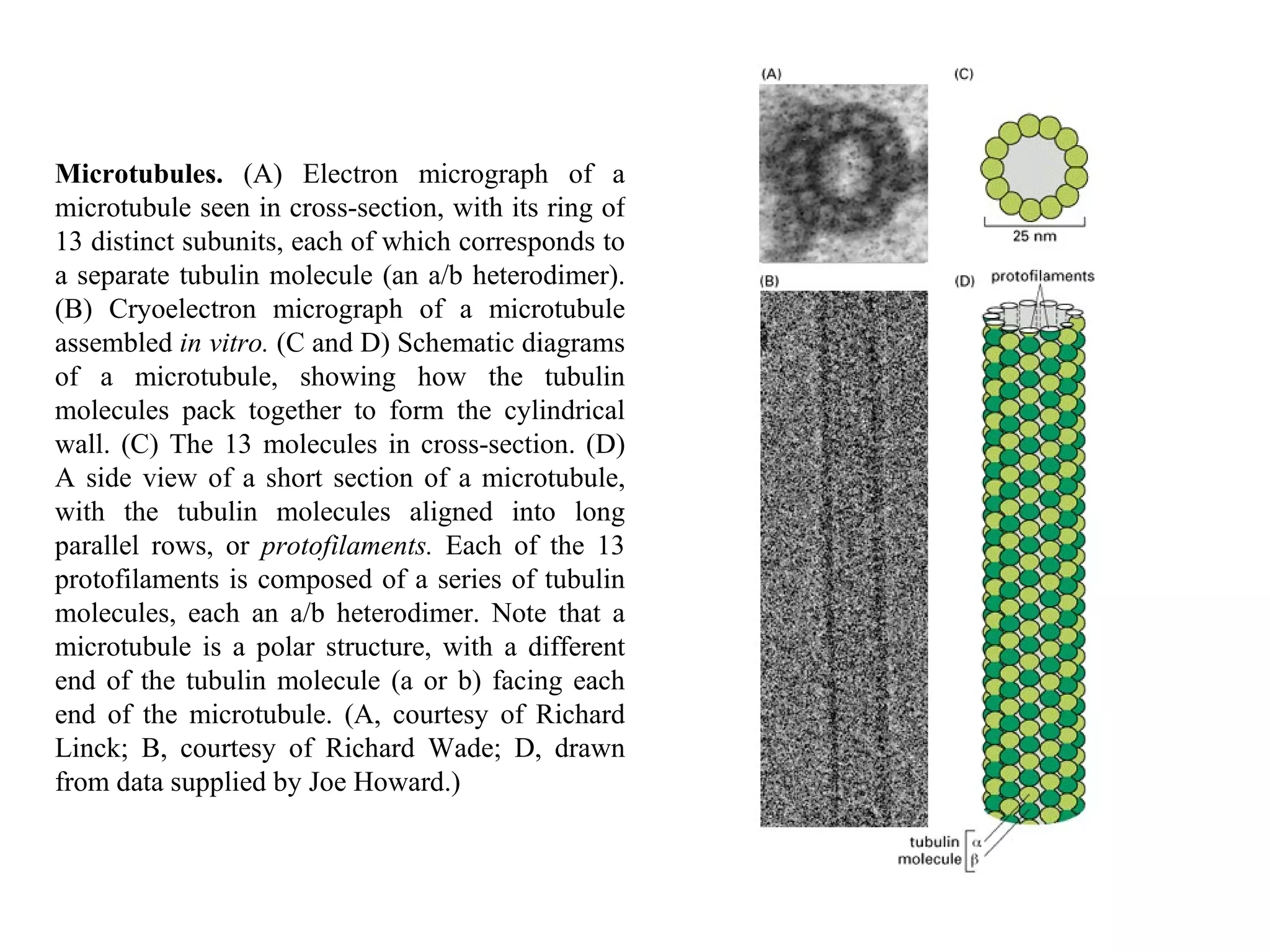 Microtubules.  (A) Electron micrograph of a microtubule seen in cross-section, with its ring of 13 distinct subunits, each of which corresponds to a separate tubulin molecule (an a/b heterodimer). (B) Cryoelectron micrograph of a microtubule assembled  in vitro.  (C and D) Schematic diagrams of a microtubule, showing how the tubulin molecules pack together to form the cylindrical wall. (C) The 13 molecules in cross-section. (D) A side view of a short section of a microtubule, with the tubulin molecules aligned into long parallel rows, or  protofilaments.  Each of the 13 protofilaments is composed of a series of tubulin molecules, each an a/b heterodimer. Note that a microtubule is a polar structure, with a different end of the tubulin molecule (a or b) facing each end of the microtubule. (A, courtesy of Richard Linck; B, courtesy of Richard Wade; D, drawn from data supplied by Joe Howard.) 