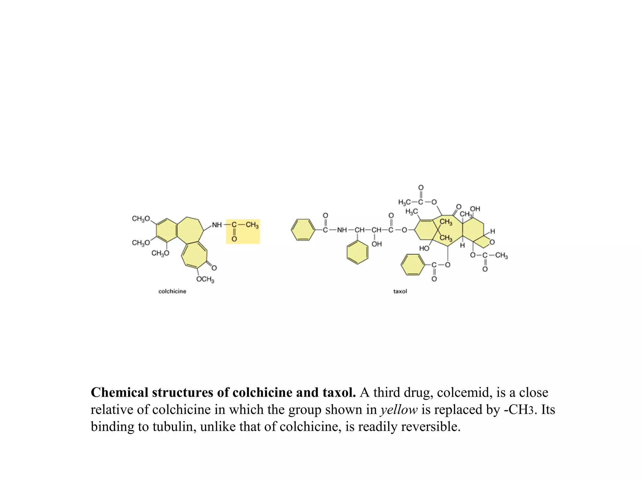 Chemical structures of colchicine and taxol.  A third drug, colcemid, is a close relative of colchicine in which the group shown in  yellow  is replaced by -CH 3 . Its binding to tubulin, unlike that of colchicine, is readily reversible. 