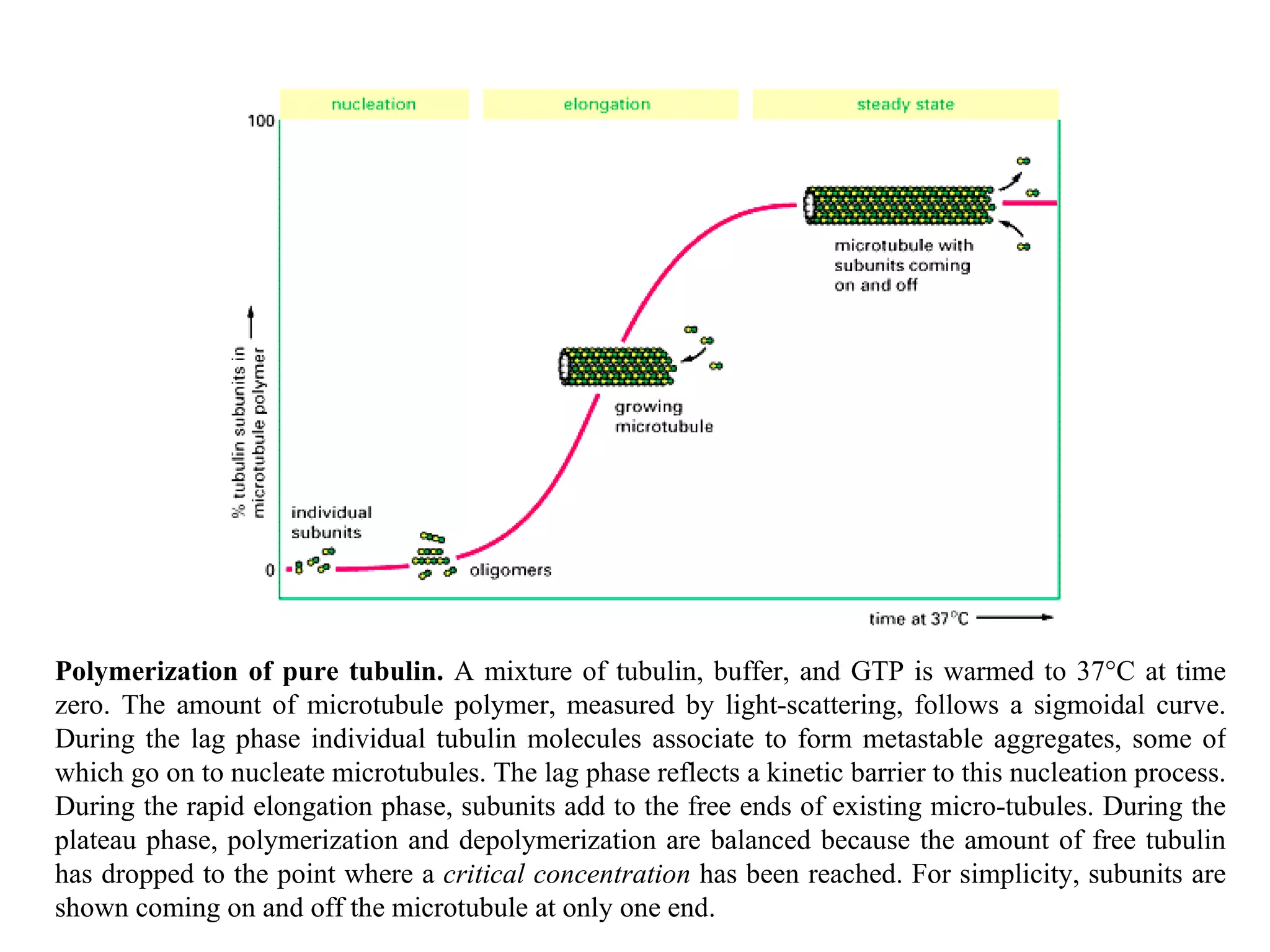 Polymerization of pure tubulin.  A mixture of tubulin, buffer, and GTP is warmed to 37°C at time zero. The amount of microtubule polymer, measured by light-scattering, follows a sigmoidal curve. During the lag phase individual tubulin molecules associate to form metastable aggregates, some of which go on to nucleate microtubules. The lag phase reflects a kinetic barrier to this nucleation process. During the rapid elongation phase, subunits add to the free ends of existing micro-tubules. During the plateau phase, polymerization and depolymerization are balanced because the amount of free tubulin has dropped to the point where a  critical concentration  has been reached. For simplicity, subunits are shown coming on and off the microtubule at only one end. 