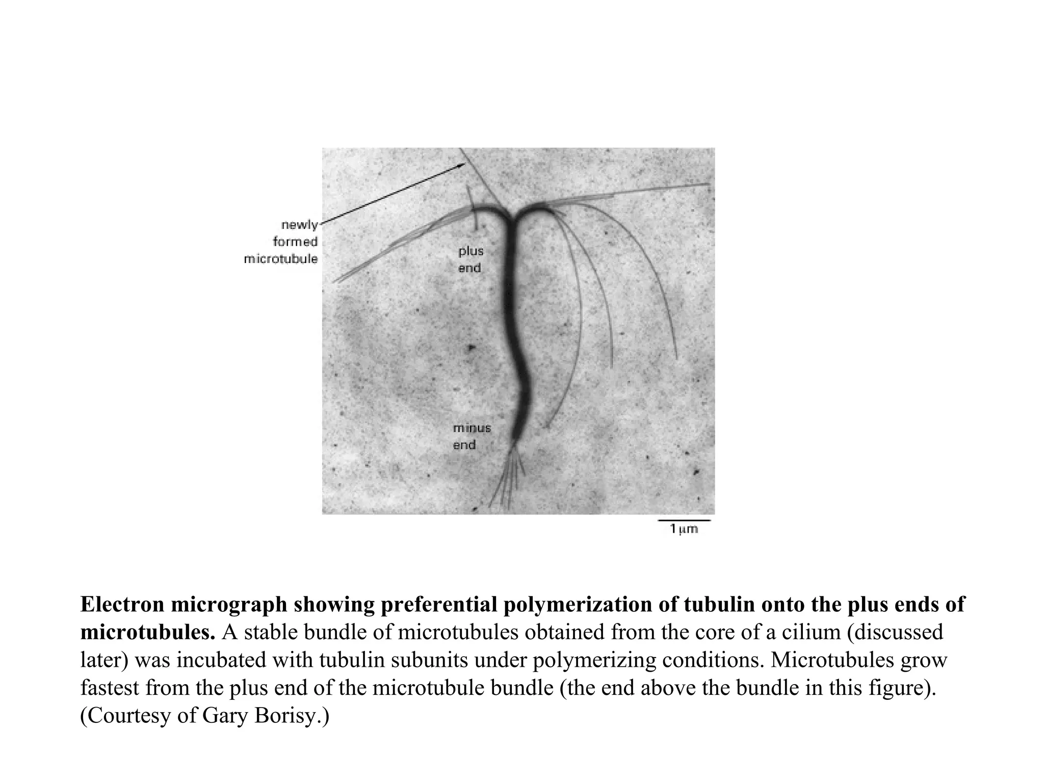Electron micrograph showing preferential polymerization of tubulin onto the plus ends of microtubules.  A stable bundle of microtubules obtained from the core of a cilium (discussed later) was incubated with tubulin subunits under polymerizing conditions. Microtubules grow fastest from the plus end of the microtubule bundle (the end above the bundle in this figure). (Courtesy of Gary Borisy.) 