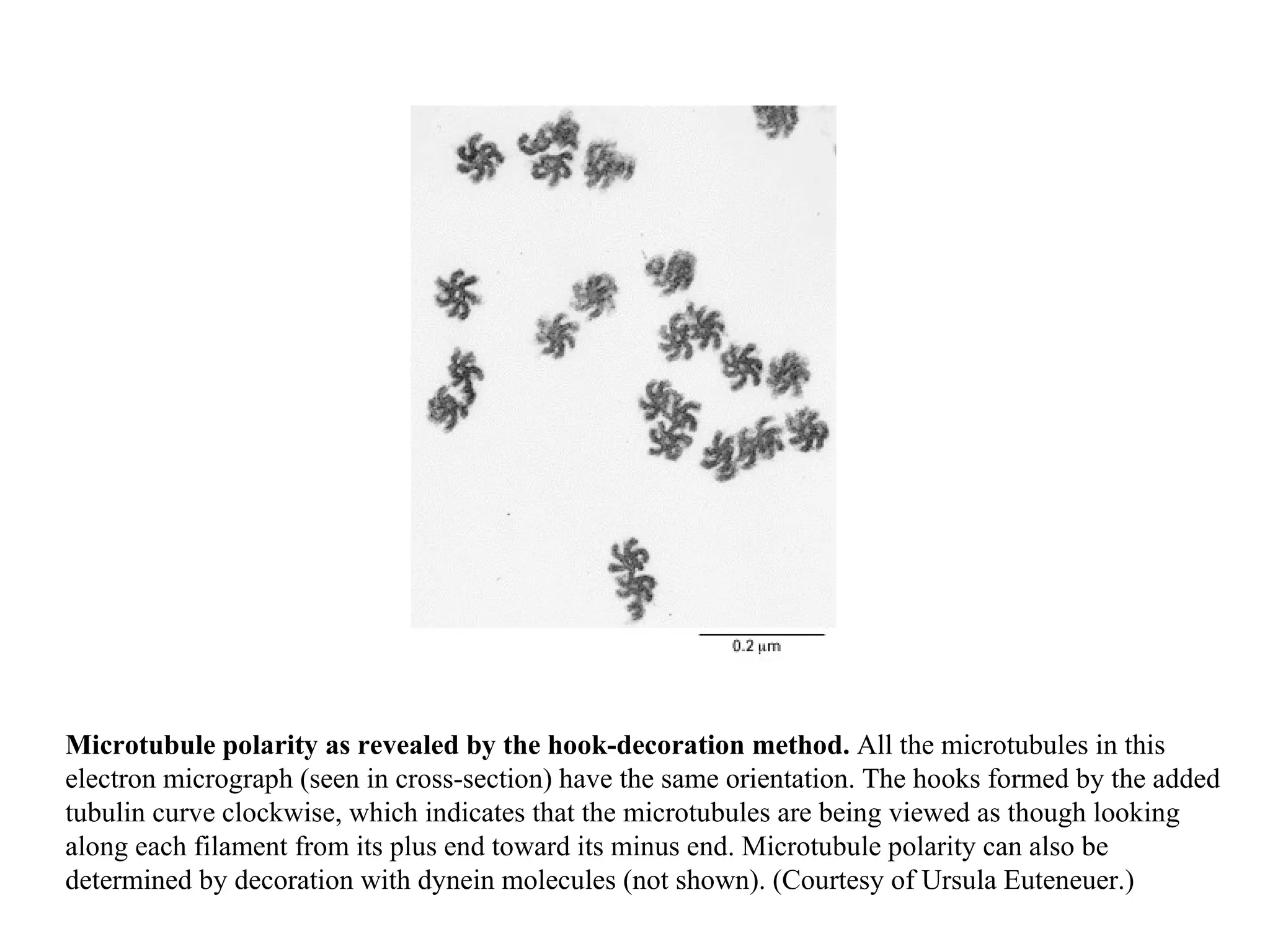 Microtubule polarity as revealed by the hook-decoration method.  All the microtubules in this electron micrograph (seen in cross-section) have the same orientation. The hooks formed by the added tubulin curve clockwise, which indicates that the microtubules are being viewed as though looking along each filament from its plus end toward its minus end. Microtubule polarity can also be determined by decoration with dynein molecules (not shown). (Courtesy of Ursula Euteneuer.) 