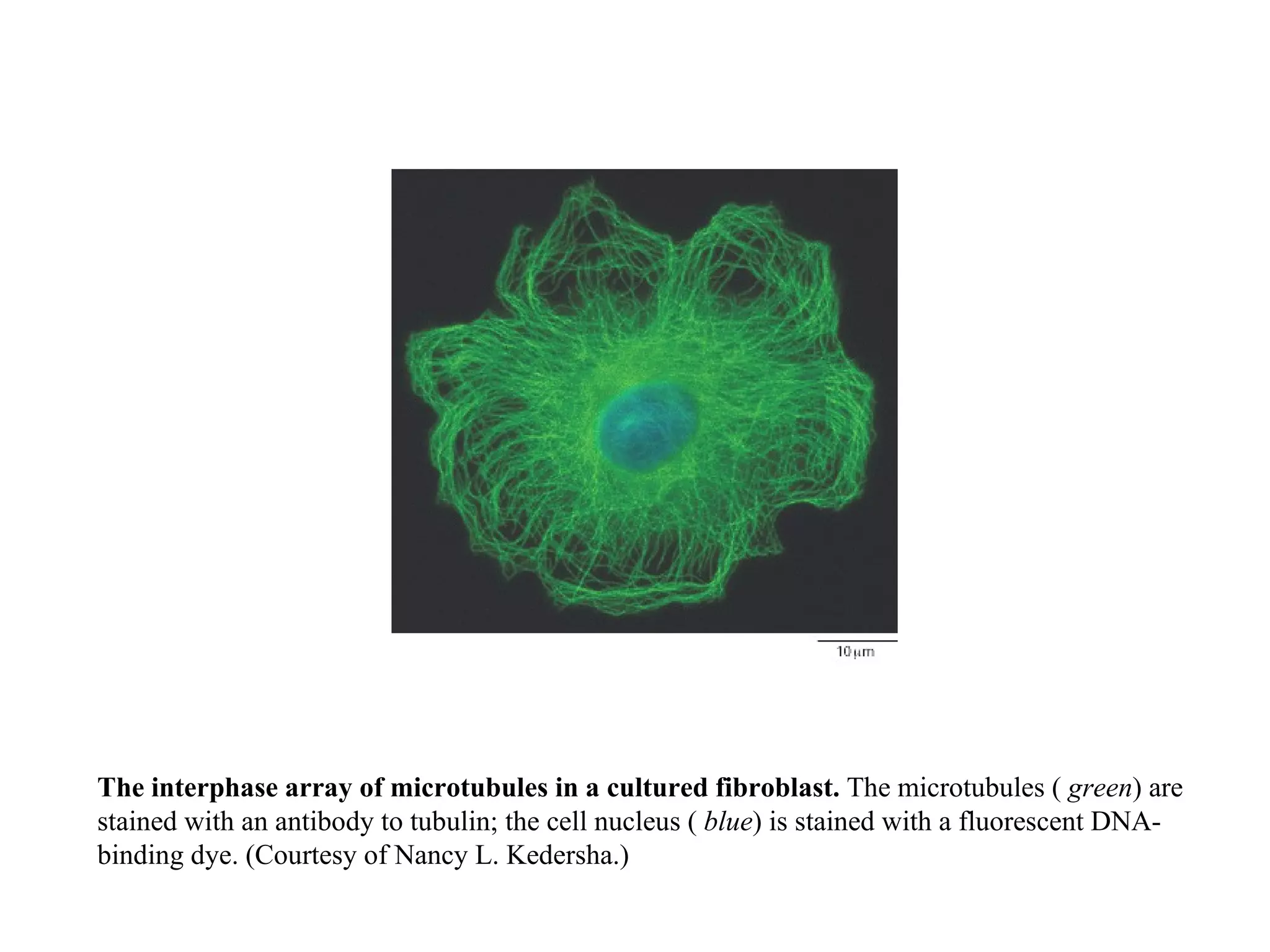 The interphase array of microtubules in a cultured fibroblast.  The microtubules (  green ) are stained with an antibody to tubulin; the cell nucleus (  blue ) is stained with a fluorescent DNA-binding dye. (Courtesy of Nancy L. Kedersha.) 