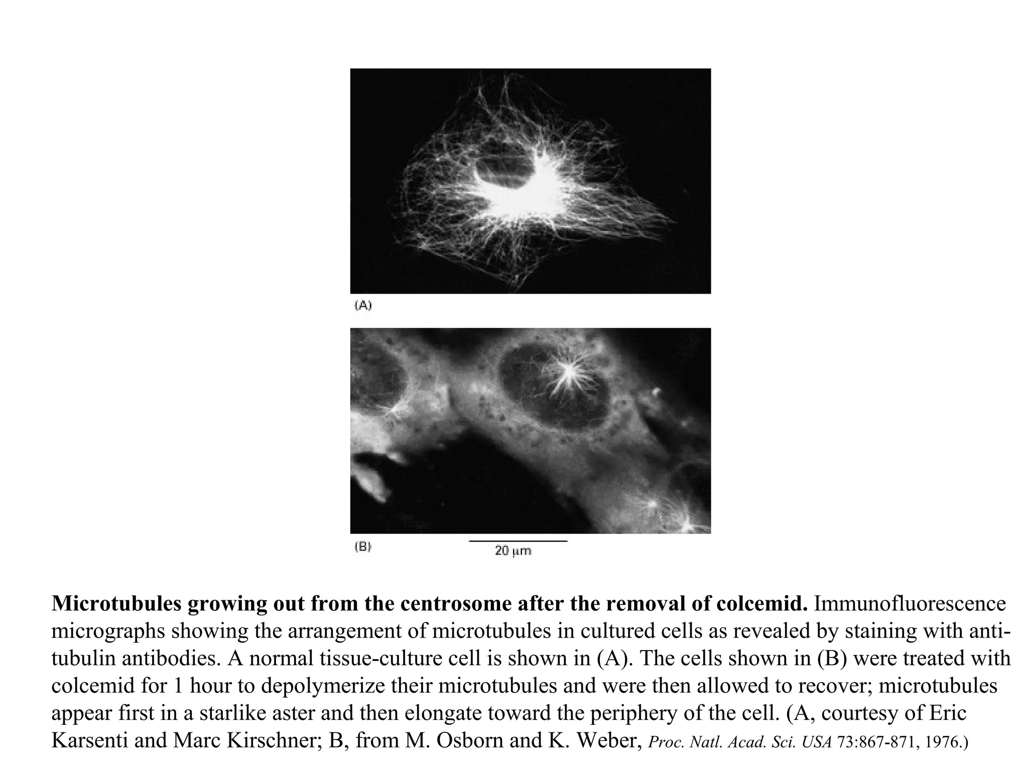 Microtubules growing out from the centrosome after the removal of colcemid.  Immunofluorescence micrographs showing the arrangement of microtubules in cultured cells as revealed by staining with anti-tubulin antibodies. A normal tissue-culture cell is shown in (A). The cells shown in (B) were treated with colcemid for 1 hour to depolymerize their microtubules and were then allowed to recover; microtubules appear first in a starlike aster and then elongate toward the periphery of the cell. (A, courtesy of Eric Karsenti and Marc Kirschner; B, from M. Osborn and K. Weber,  Proc. Natl. Acad. Sci. USA  73:867-871, 1976.) 