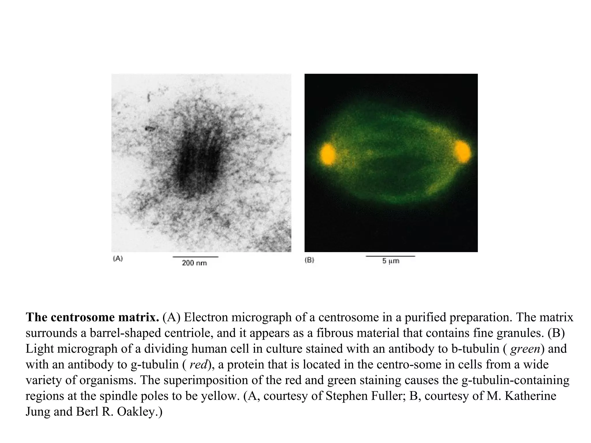 The centrosome matrix.  (A) Electron micrograph of a centrosome in a purified preparation. The matrix surrounds a barrel-shaped centriole, and it appears as a fibrous material that contains fine granules. (B) Light micrograph of a dividing human cell in culture stained with an antibody to b-tubulin (  green ) and with an antibody to g-tubulin (  red ), a protein that is located in the centro-some in cells from a wide variety of organisms. The superimposition of the red and green staining causes the g-tubulin-containing regions at the spindle poles to be yellow. (A, courtesy of Stephen Fuller; B, courtesy of M. Katherine Jung and Berl R. Oakley.) 