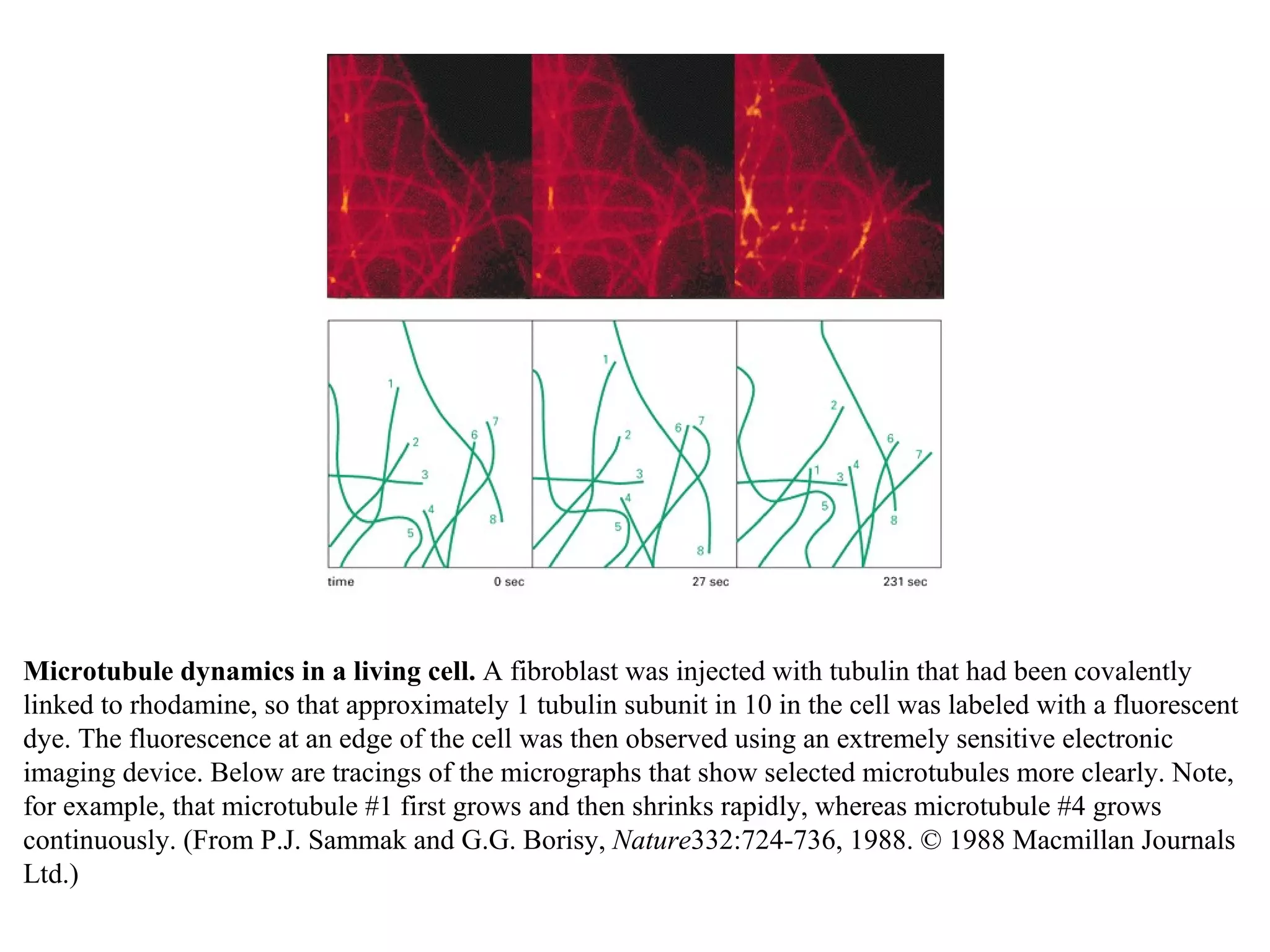 Microtubule dynamics in a living cell.  A fibroblast was injected with tubulin that had been covalently linked to rhodamine, so that approximately 1 tubulin subunit in 10 in the cell was labeled with a fluorescent dye. The fluorescence at an edge of the cell was then observed using an extremely sensitive electronic imaging device. Below are tracings of the micrographs that show selected microtubules more clearly. Note, for example, that microtubule #1 first grows and then shrinks rapidly, whereas microtubule #4 grows continuously. (From P.J. Sammak and G.G. Borisy,  Nature 332:724-736, 1988. © 1988 Macmillan Journals Ltd.) 