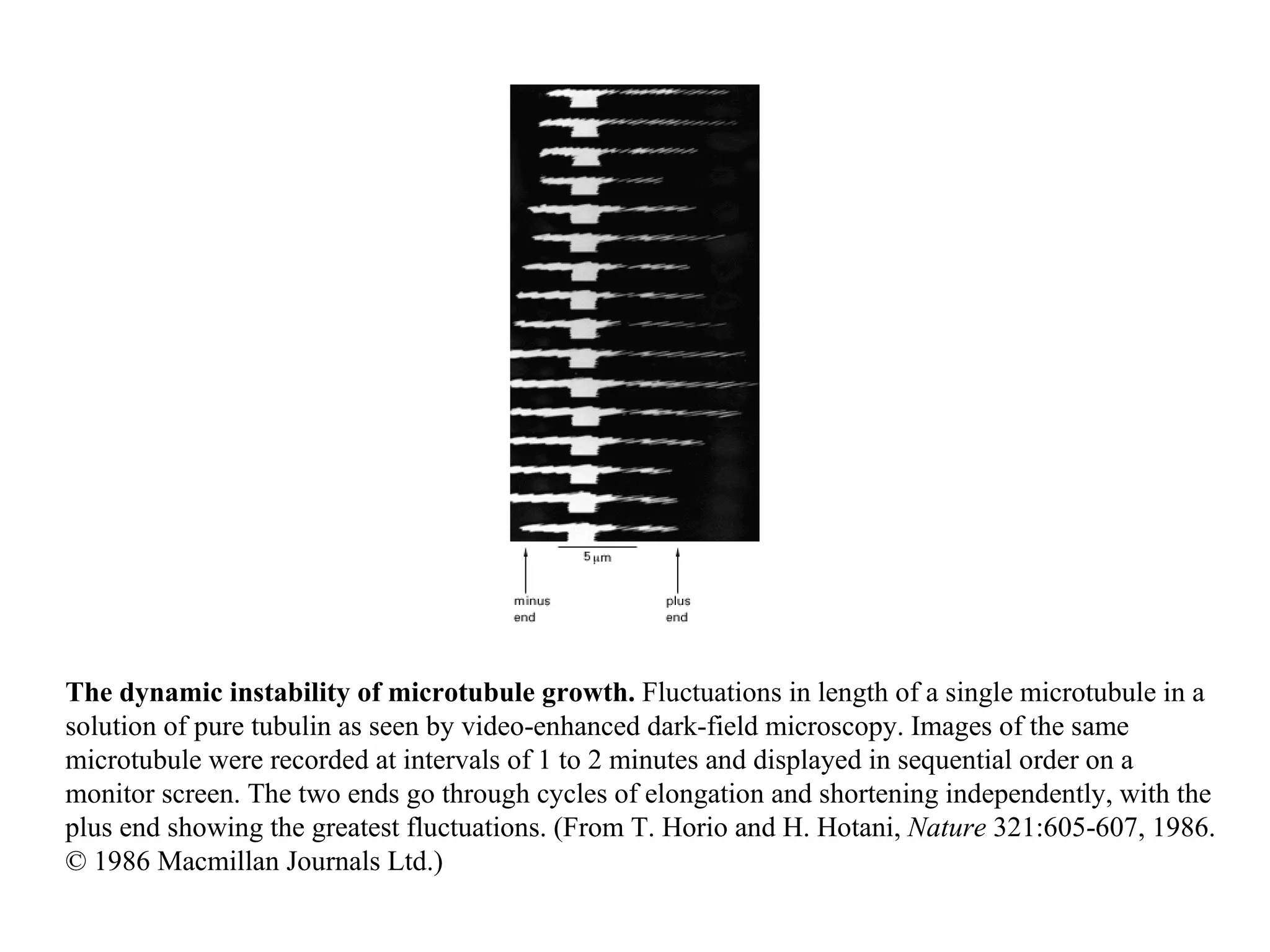 The dynamic instability of microtubule growth.  Fluctuations in length of a single microtubule in a solution of pure tubulin as seen by video-enhanced dark-field microscopy. Images of the same microtubule were recorded at intervals of 1 to 2 minutes and displayed in sequential order on a monitor screen. The two ends go through cycles of elongation and shortening independently, with the plus end showing the greatest fluctuations. (From T. Horio and H. Hotani,  Nature  321:605-607, 1986. © 1986 Macmillan Journals Ltd.) 