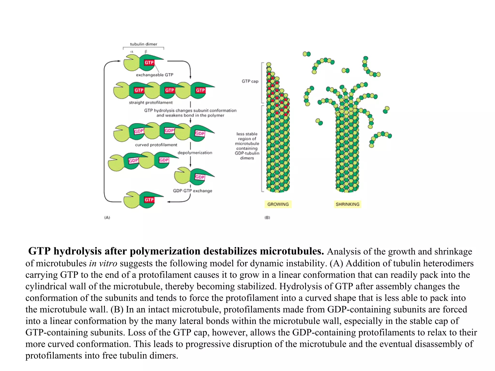 GTP hydrolysis after polymerization destabilizes microtubules.  Analysis of the growth and shrinkage of microtubules  in vitro  suggests the following model for dynamic instability. (A) Addition of tubulin heterodimers carrying GTP to the end of a protofilament causes it to grow in a linear conformation that can readily pack into the cylindrical wall of the microtubule, thereby becoming stabilized. Hydrolysis of GTP after assembly changes the conformation of the subunits and tends to force the protofilament into a curved shape that is less able to pack into the microtubule wall. (B) In an intact microtubule, protofilaments made from GDP-containing subunits are forced into a linear conformation by the many lateral bonds within the microtubule wall, especially in the stable cap of GTP-containing subunits. Loss of the GTP cap, however, allows the GDP-containing protofilaments to relax to their more curved conformation. This leads to progressive disruption of the microtubule and the eventual disassembly of protofilaments into free tubulin dimers. 