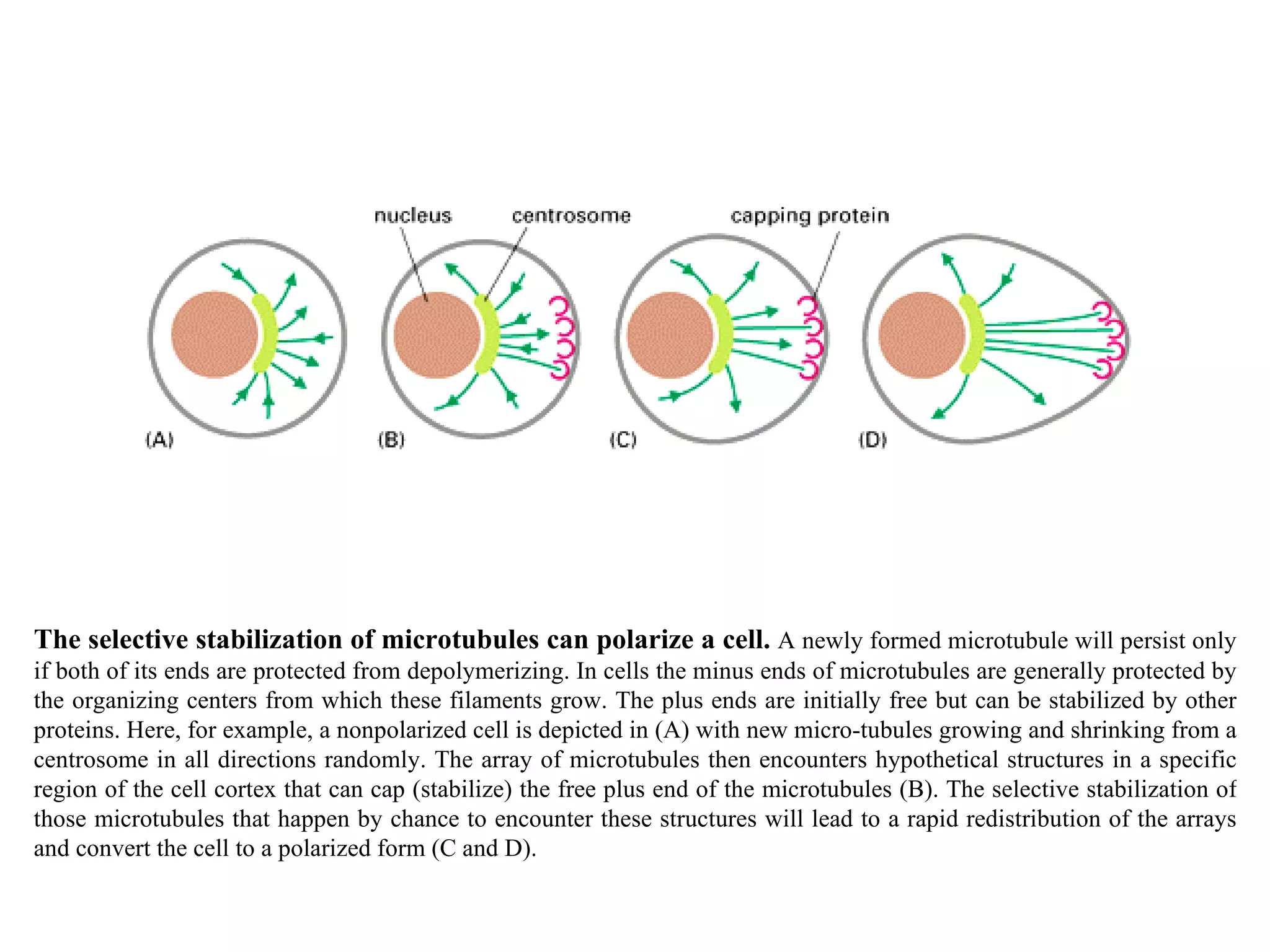 The selective stabilization of microtubules can polarize a cell.  A newly formed microtubule will persist only if both of its ends are protected from depolymerizing. In cells the minus ends of microtubules are generally protected by the organizing centers from which these filaments grow. The plus ends are initially free but can be stabilized by other proteins. Here, for example, a nonpolarized cell is depicted in (A) with new micro-tubules growing and shrinking from a centrosome in all directions randomly. The array of microtubules then encounters hypothetical structures in a specific region of the cell cortex that can cap (stabilize) the free plus end of the microtubules (B). The selective stabilization of those microtubules that happen by chance to encounter these structures will lead to a rapid redistribution of the arrays and convert the cell to a polarized form (C and D). 