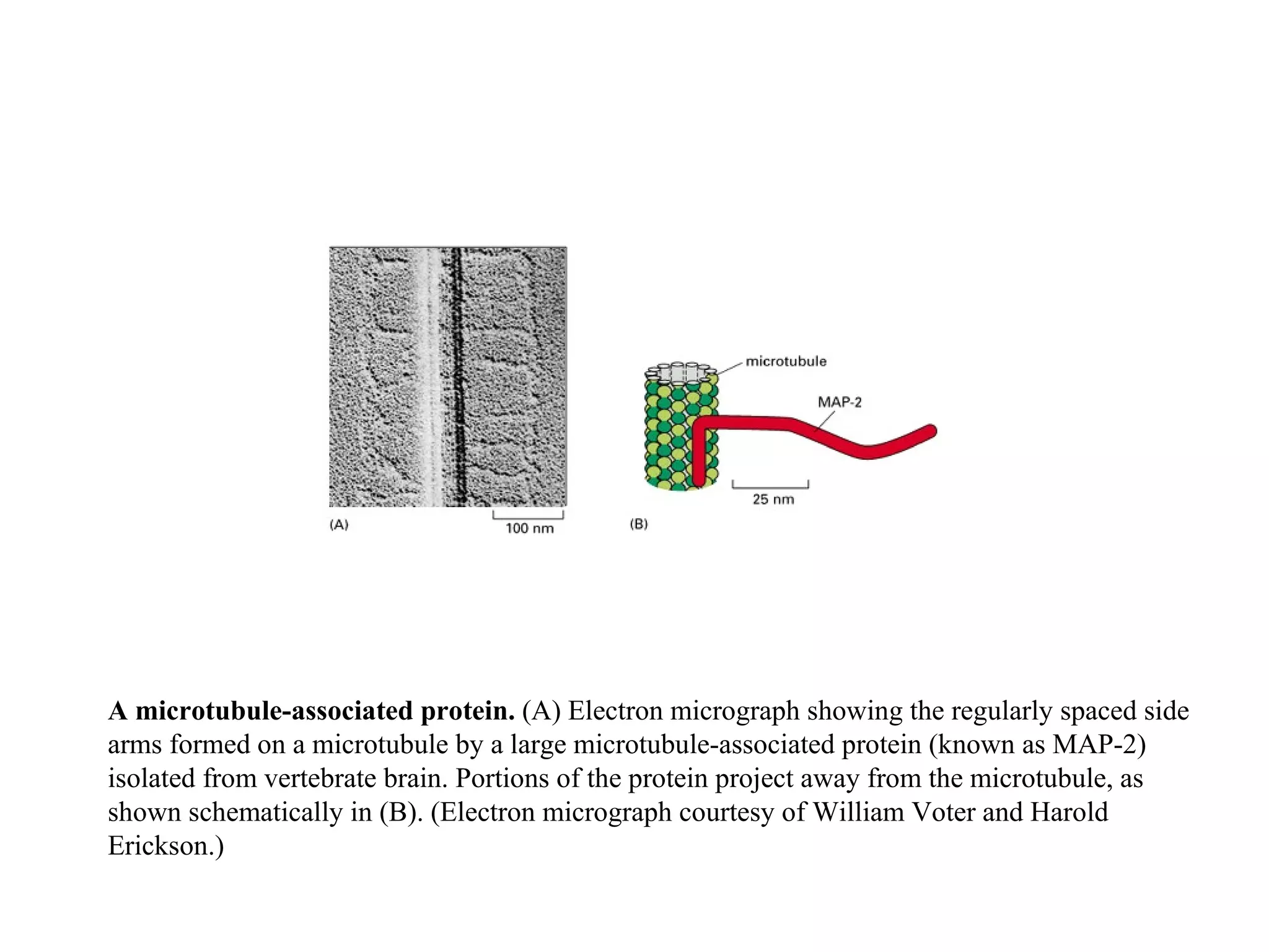 A microtubule-associated protein.  (A) Electron micrograph showing the regularly spaced side arms formed on a microtubule by a large microtubule-associated protein (known as MAP-2) isolated from vertebrate brain. Portions of the protein project away from the microtubule, as shown schematically in (B). (Electron micrograph courtesy of William Voter and Harold Erickson.) 