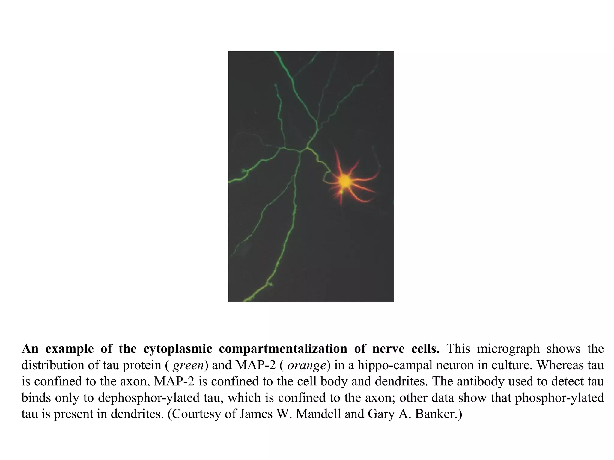An example of the cytoplasmic compartmentalization of nerve cells.  This micrograph shows the distribution of tau protein (  green ) and MAP-2 (  orange ) in a hippo-campal neuron in culture. Whereas tau is confined to the axon, MAP-2 is confined to the cell body and dendrites. The antibody used to detect tau binds only to dephosphor-ylated tau, which is confined to the axon; other data show that phosphor-ylated tau is present in dendrites. (Courtesy of James W. Mandell and Gary A. Banker.) 