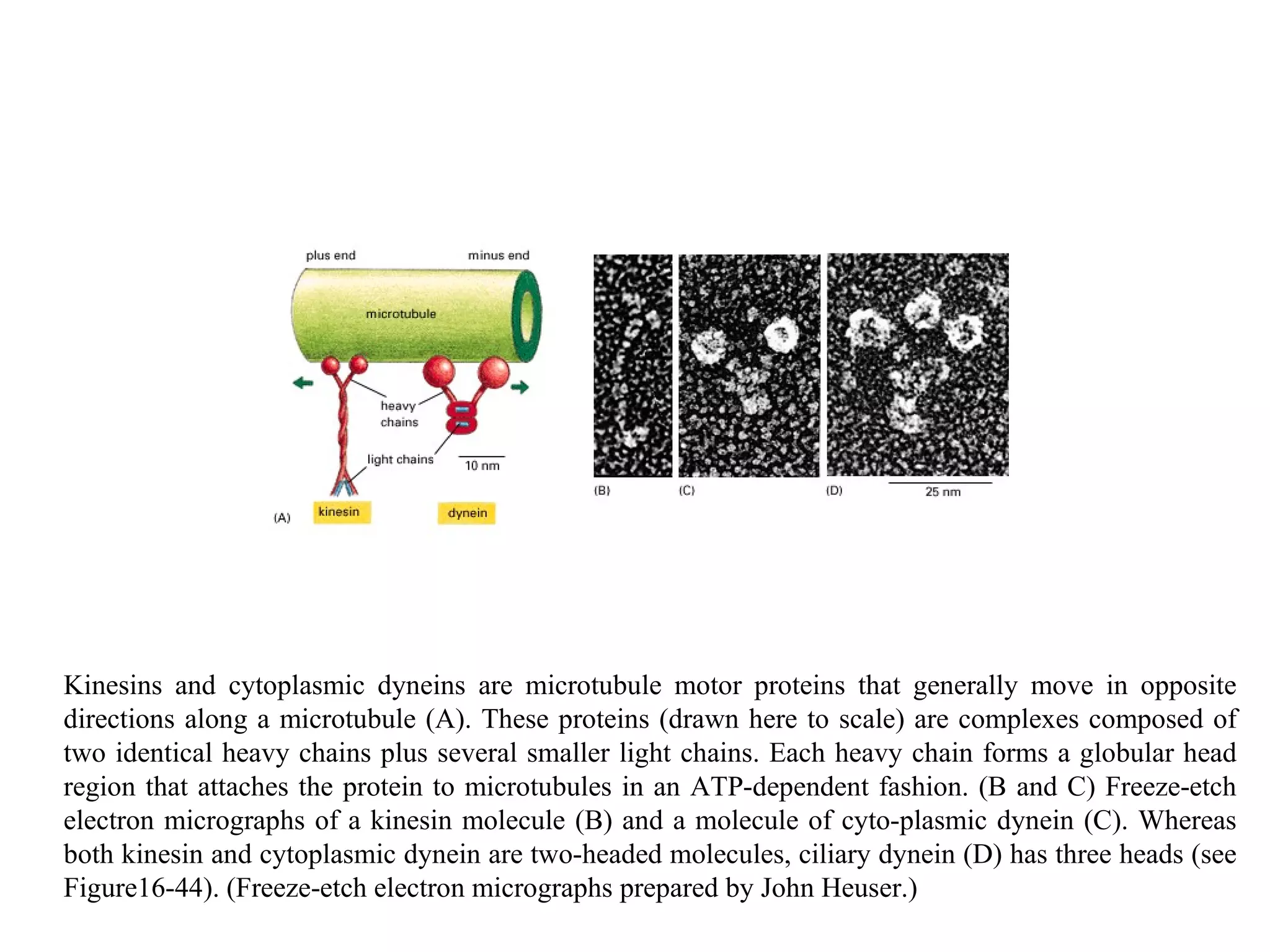 Kinesins and cytoplasmic dyneins are microtubule motor proteins that generally move in opposite directions along a microtubule (A). These proteins (drawn here to scale) are complexes composed of two identical heavy chains plus several smaller light chains. Each heavy chain forms a globular head region that attaches the protein to microtubules in an ATP-dependent fashion. (B and C) Freeze-etch electron micrographs of a kinesin molecule (B) and a molecule of cyto-plasmic dynein (C). Whereas both kinesin and cytoplasmic dynein are two-headed molecules, ciliary dynein (D) has three heads (see Figure16-44). (Freeze-etch electron micrographs prepared by John Heuser.) 