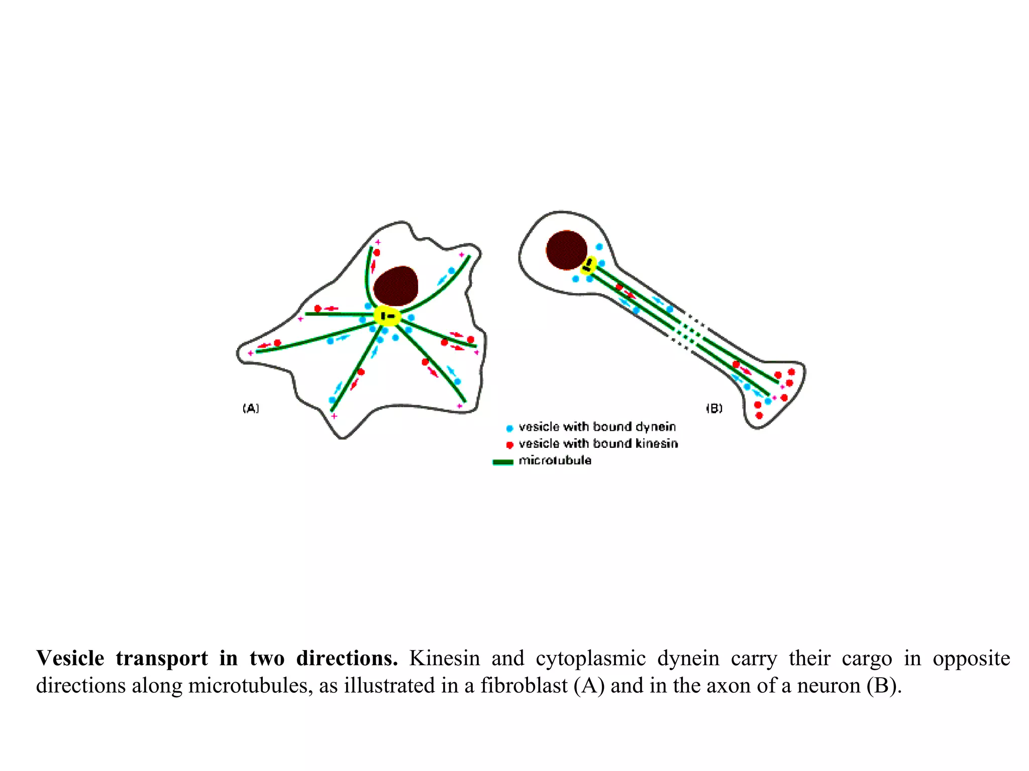 Vesicle transport in two directions.  Kinesin and cytoplasmic dynein carry their cargo in opposite directions along microtubules, as illustrated in a fibroblast (A) and in the axon of a neuron (B). 
