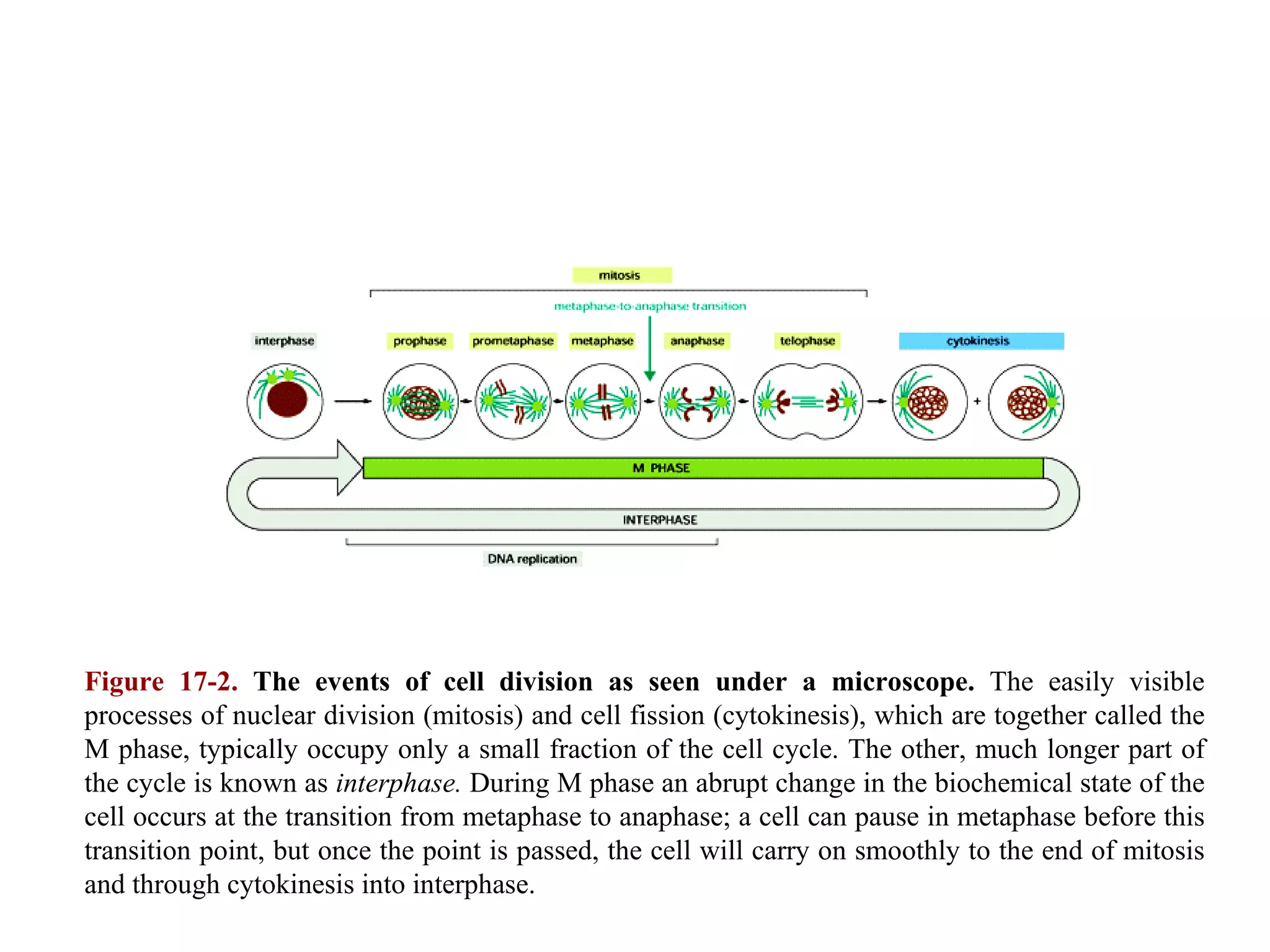Figure 17-2.  The events of cell division as seen under a microscope.  The easily visible processes of nuclear division (mitosis) and cell fission (cytokinesis), which are together called the M phase, typically occupy only a small fraction of the cell cycle. The other, much longer part of the cycle is known as  interphase.  During M phase an abrupt change in the biochemical state of the cell occurs at the transition from metaphase to anaphase; a cell can pause in metaphase before this transition point, but once the point is passed, the cell will carry on smoothly to the end of mitosis and through cytokinesis into interphase. 