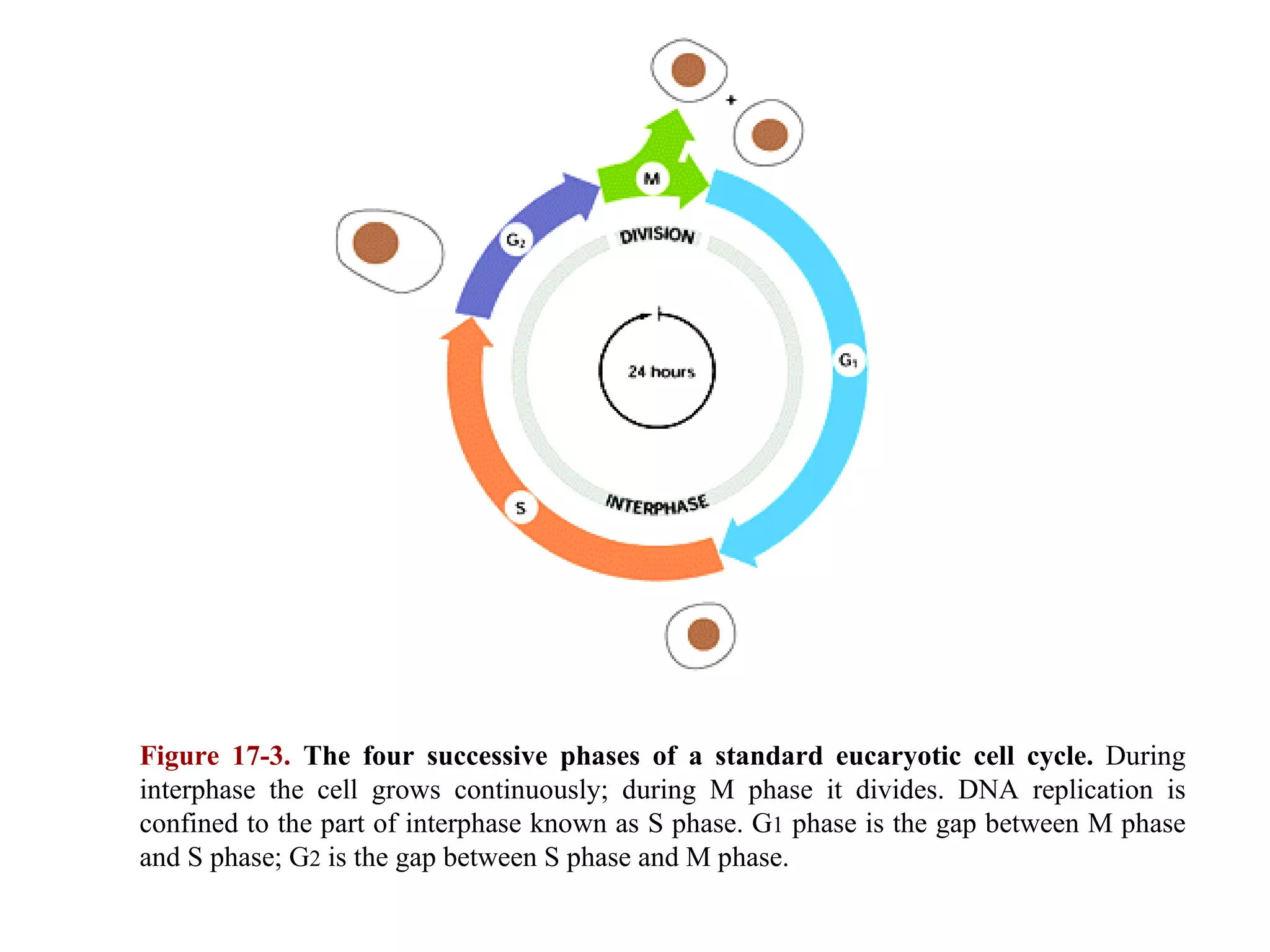Figure 17-3.  The four successive phases of a standard eucaryotic cell cycle.  During interphase the cell grows continuously; during M phase it divides. DNA replication is confined to the part of interphase known as S phase. G 1  phase is the gap between M phase and S phase; G 2  is the gap between S phase and M phase. 