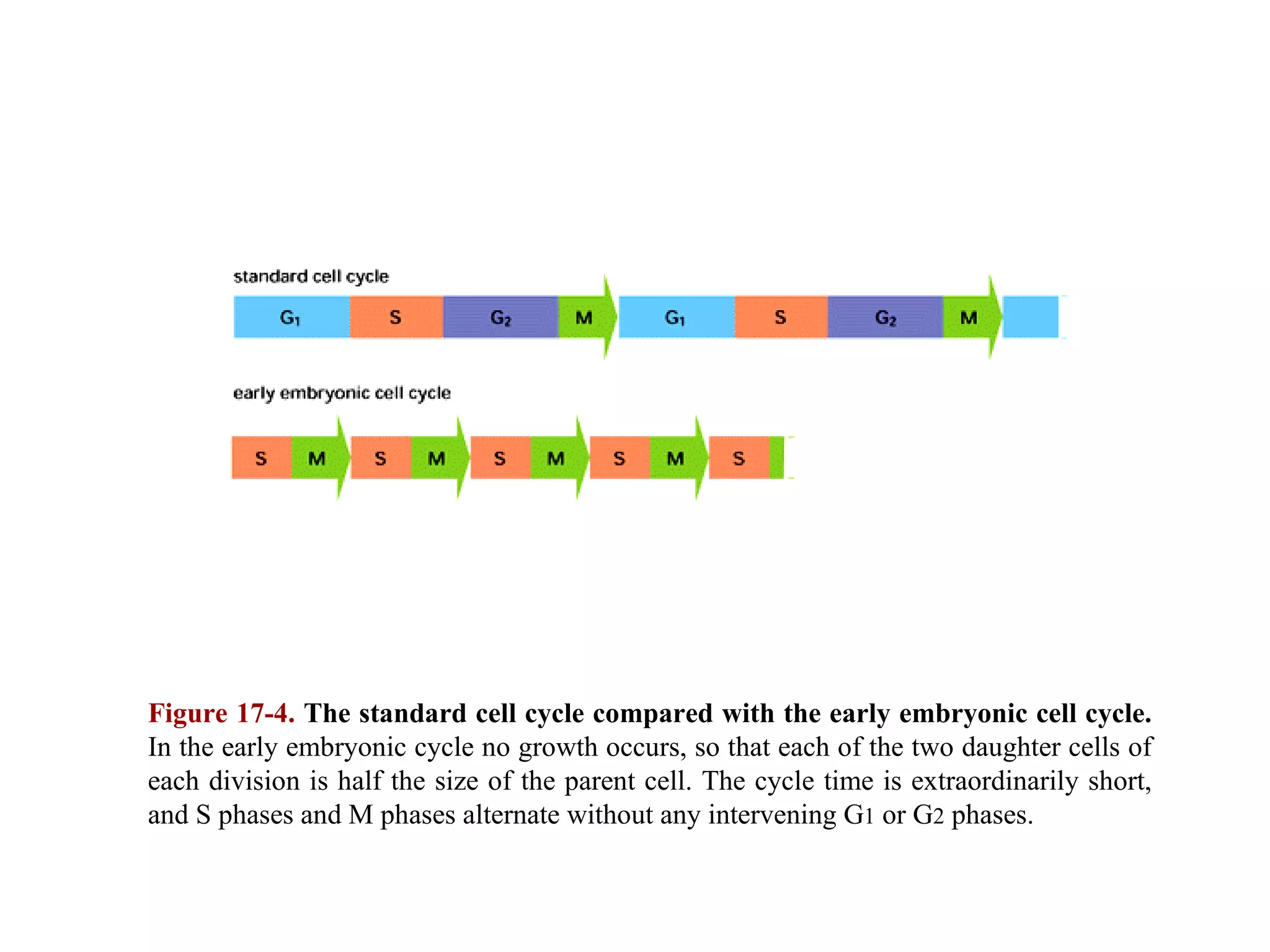 Figure 17-4.  The standard cell cycle compared with the early embryonic cell cycle.  In the early embryonic cycle no growth occurs, so that each of the two daughter cells of each division is half the size of the parent cell. The cycle time is extraordinarily short, and S phases and M phases alternate without any intervening G 1  or G 2  phases. 