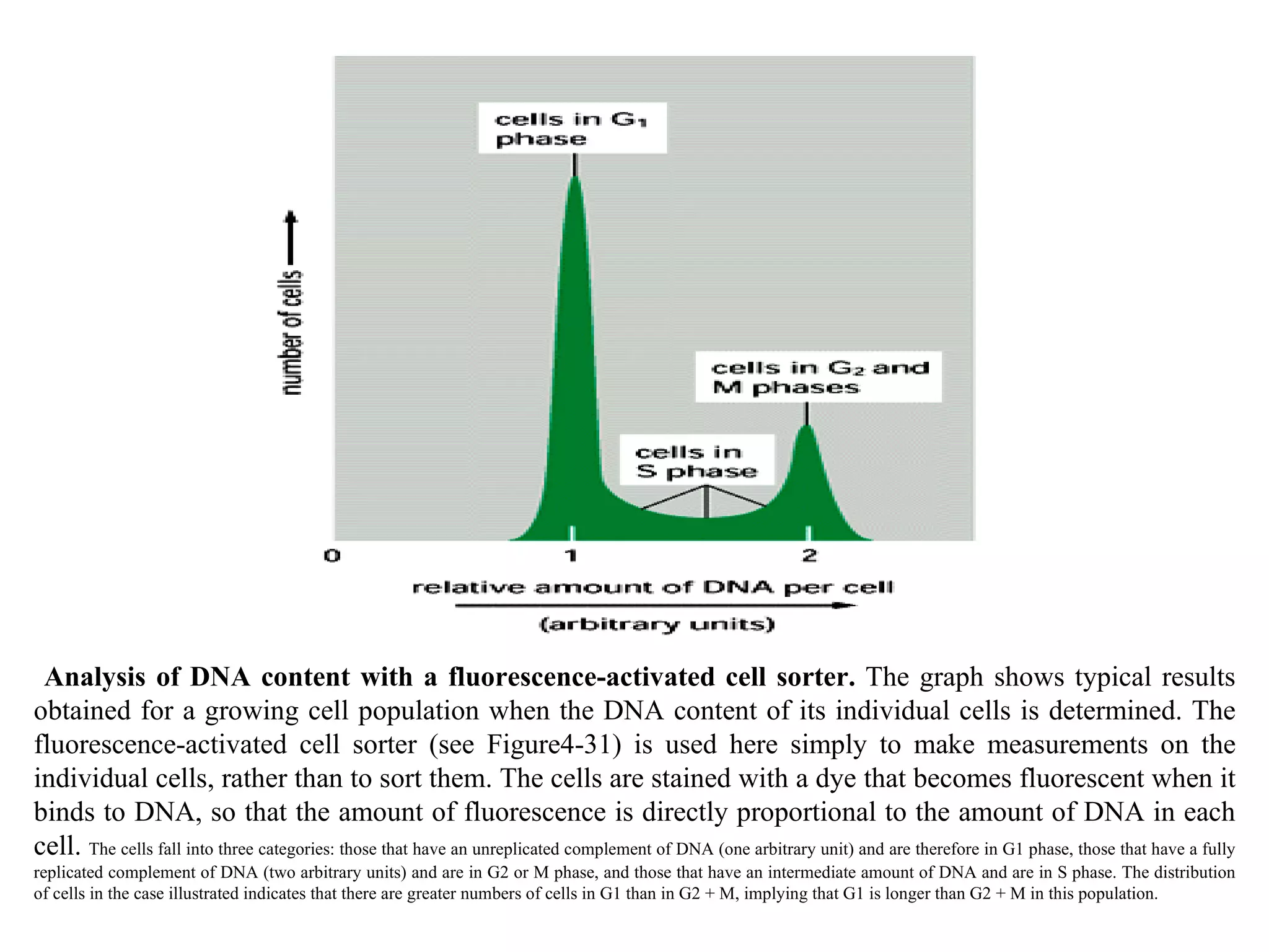 Analysis of DNA content with a fluorescence-activated cell sorter.  The graph shows typical results obtained for a growing cell population when the DNA content of its individual cells is determined. The fluorescence-activated cell sorter (see Figure4-31) is used here simply to make measurements on the individual cells, rather than to sort them. The cells are stained with a dye that becomes fluorescent when it binds to DNA, so that the amount of fluorescence is directly proportional to the amount of DNA in each cell.  The cells fall into three categories: those that have an unreplicated complement of DNA (one arbitrary unit) and are therefore in G1 phase, those that have a fully replicated complement of DNA (two arbitrary units) and are in G2 or M phase, and those that have an intermediate amount of DNA and are in S phase. The distribution of cells in the case illustrated indicates that there are greater numbers of cells in G1 than in G2 + M, implying that G1 is longer than G2 + M in this population. 