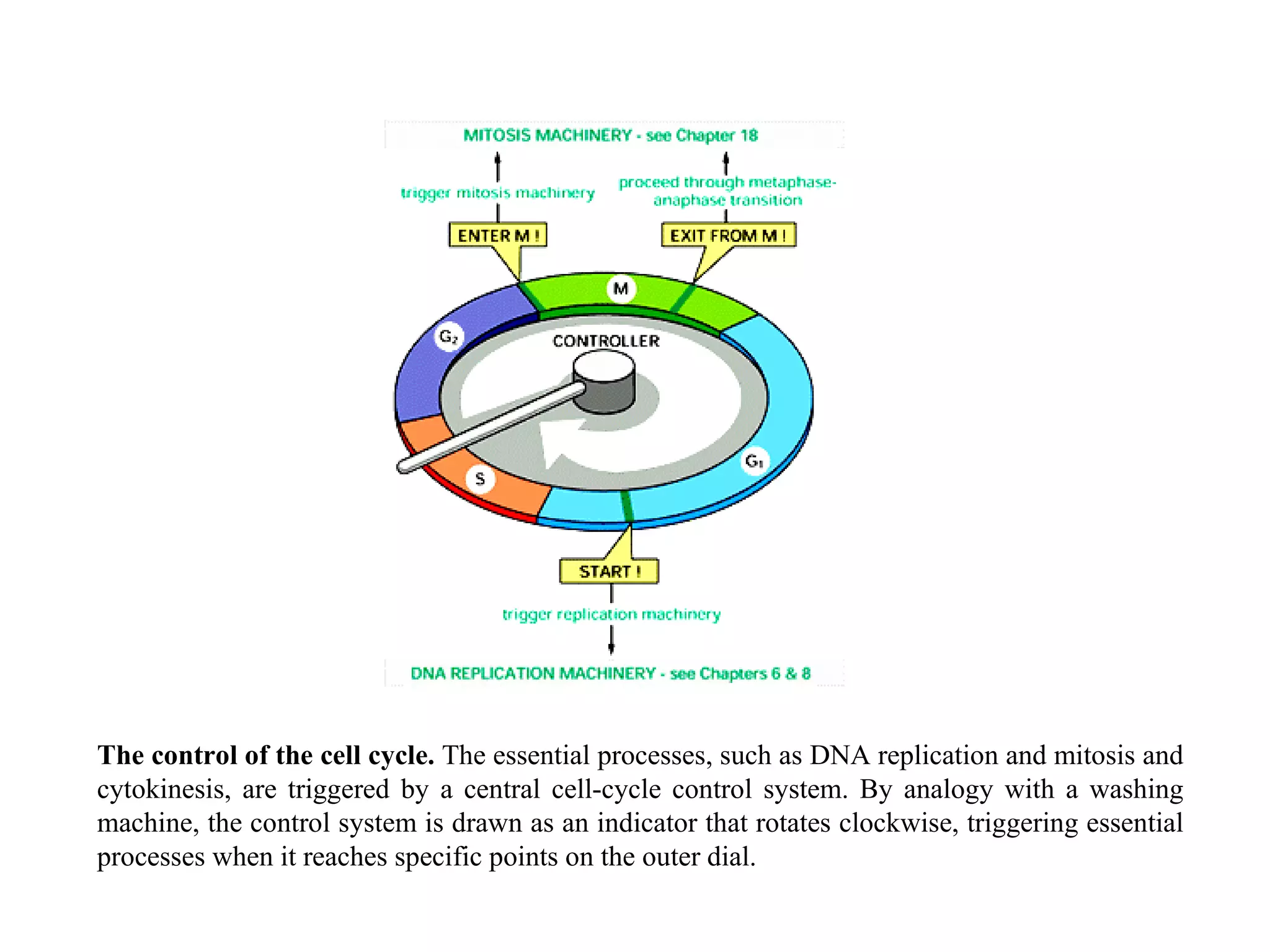 The control of the cell cycle.  The essential processes, such as DNA replication and mitosis and cytokinesis, are triggered by a central cell-cycle control system. By analogy with a washing machine, the control system is drawn as an indicator that rotates clockwise, triggering essential processes when it reaches specific points on the outer dial. 