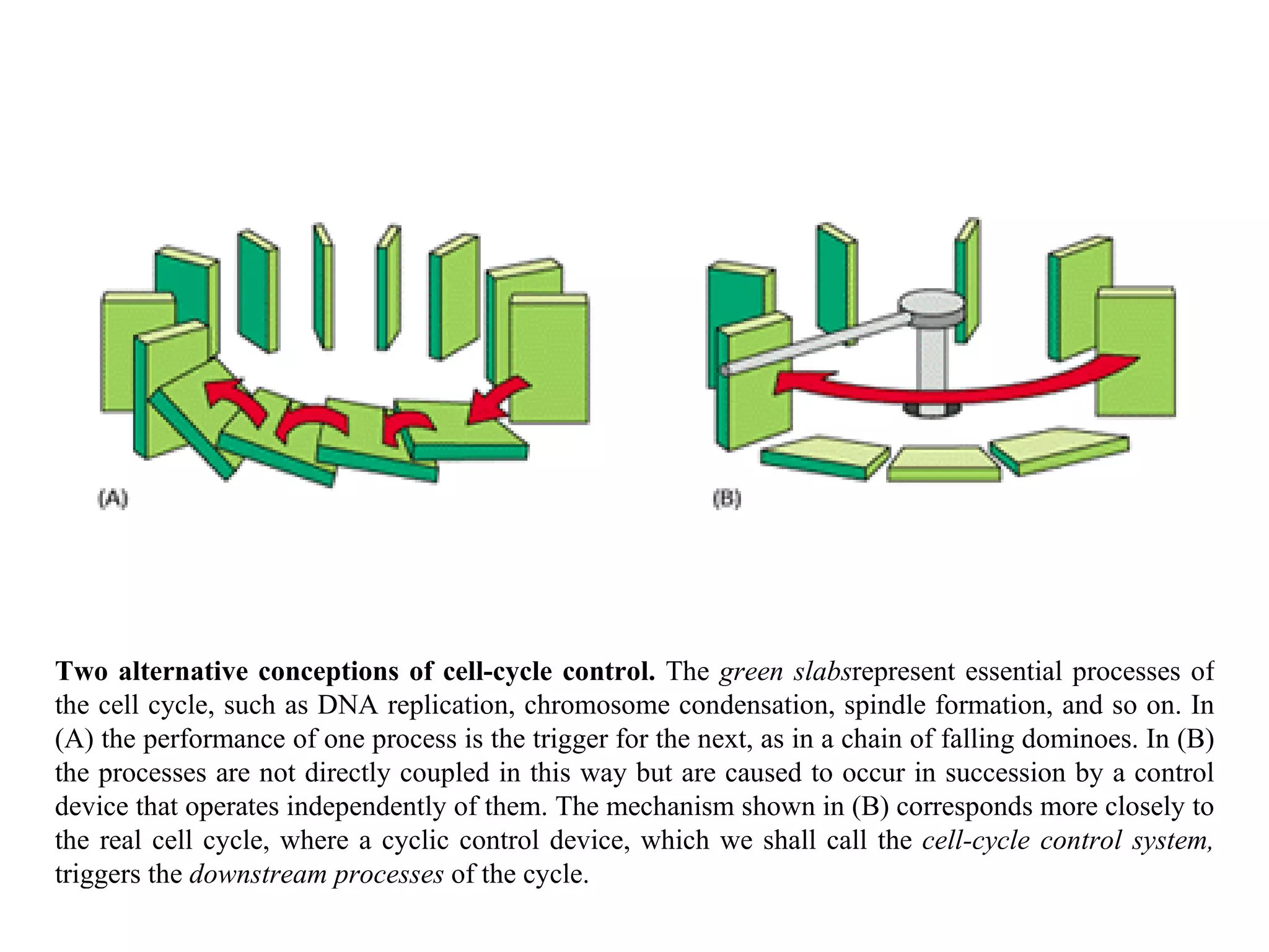 Two alternative conceptions of cell-cycle control.  The  green slabs represent essential processes of the cell cycle, such as DNA replication, chromosome condensation, spindle formation, and so on. In (A) the performance of one process is the trigger for the next, as in a chain of falling dominoes. In (B) the processes are not directly coupled in this way but are caused to occur in succession by a control device that operates independently of them. The mechanism shown in (B) corresponds more closely to the real cell cycle, where a cyclic control device, which we shall call the  cell-cycle control system,  triggers the  downstream processes  of the cycle. 