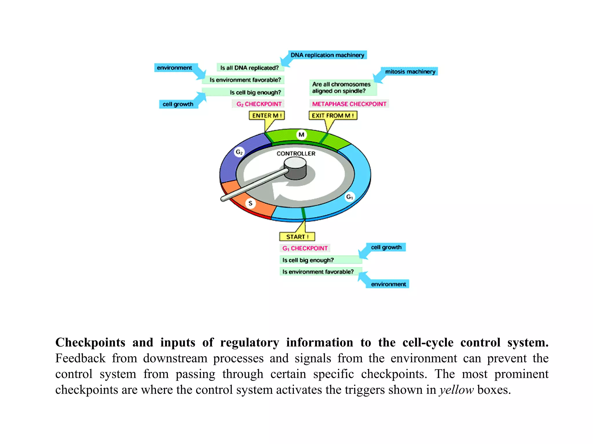 Checkpoints and inputs of regulatory information to the cell-cycle control system.  Feedback from downstream processes and signals from the environment can prevent the control system from passing through certain specific checkpoints. The most prominent checkpoints are where the control system activates the triggers shown in  yellow  boxes. 