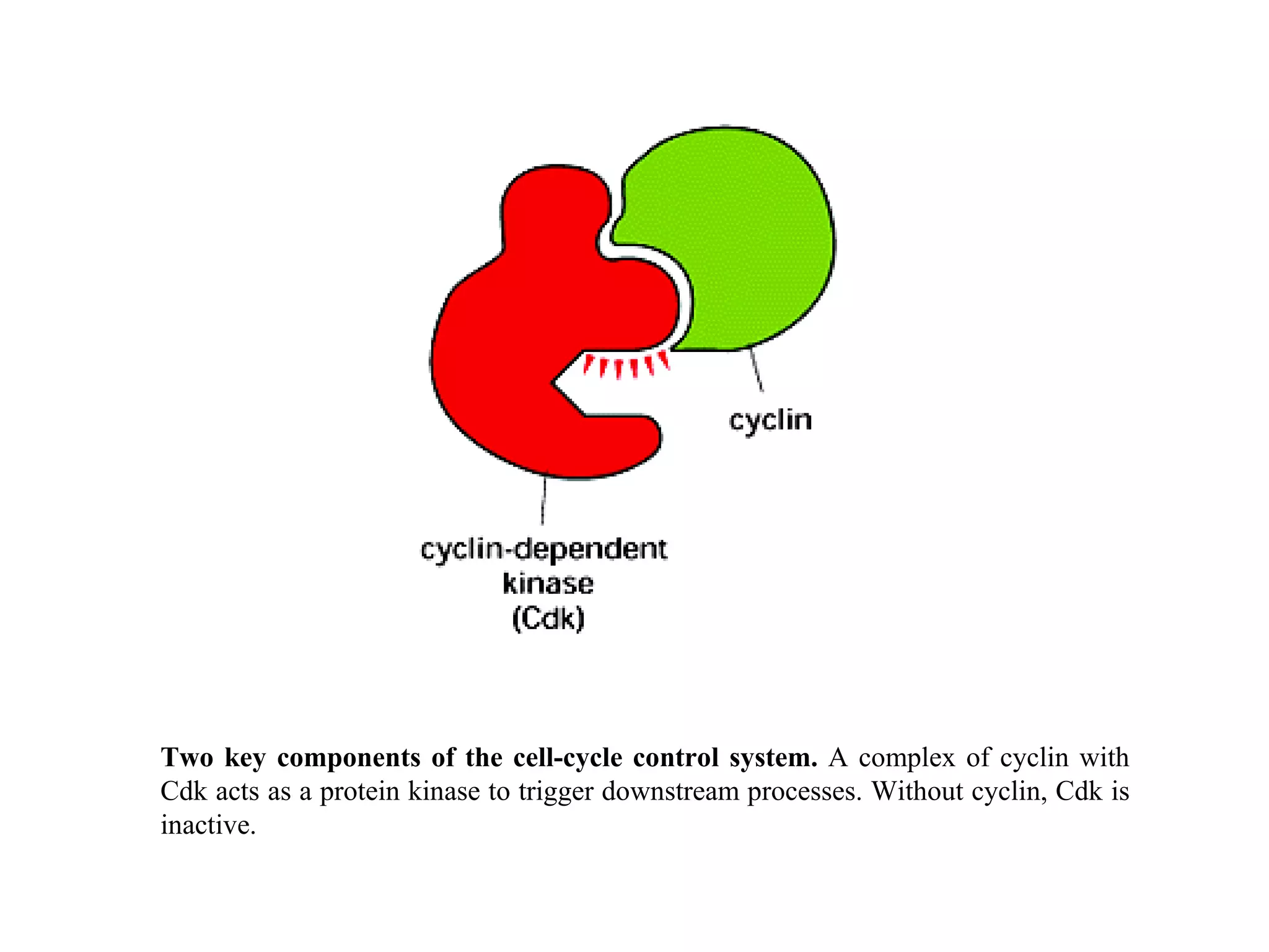 Two key components of the cell-cycle control system.  A complex of cyclin with Cdk acts as a protein kinase to trigger downstream processes. Without cyclin, Cdk is inactive. 
