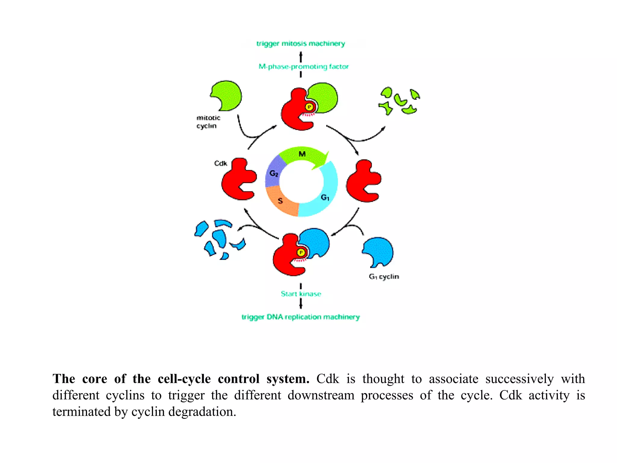 The core of the cell-cycle control system.  Cdk is thought to associate successively with different cyclins to trigger the different downstream processes of the cycle. Cdk activity is terminated by cyclin degradation. 