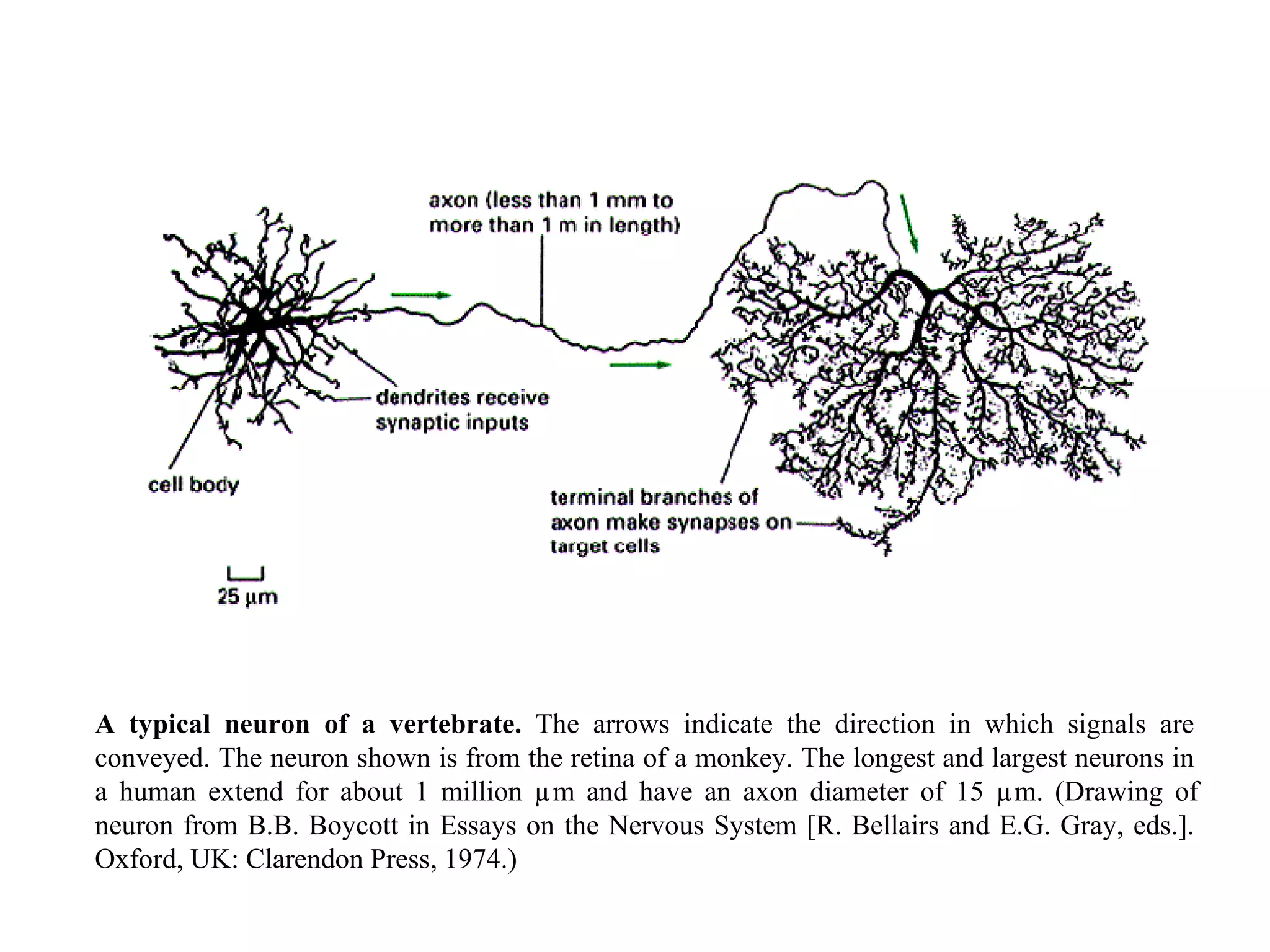 A typical neuron of a vertebrate.  The arrows indicate the direction in which signals are conveyed. The neuron shown is from the retina of a monkey. The longest and largest neurons in a human extend for about 1 million µm and have an axon diameter of 15 µm. (Drawing of neuron from B.B. Boycott in Essays on the Nervous System [R. Bellairs and E.G. Gray, eds.]. Oxford, UK: Clarendon Press, 1974.) 