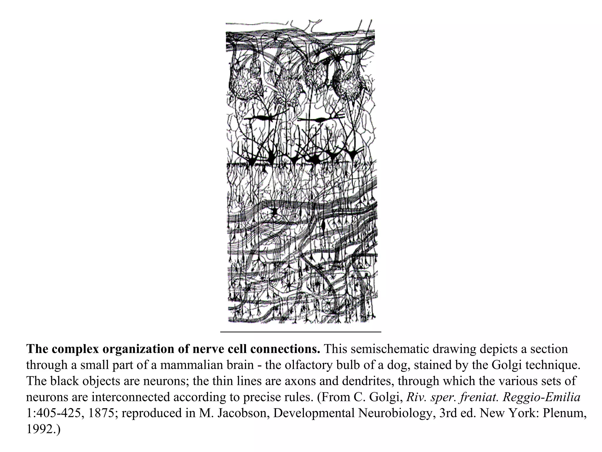 The complex organization of nerve cell connections.  This semischematic drawing depicts a section through a small part of a mammalian brain - the olfactory bulb of a dog, stained by the Golgi technique. The black objects are neurons; the thin lines are axons and dendrites, through which the various sets of neurons are interconnected according to precise rules. (From C. Golgi,  Riv. sper. freniat. Reggio-Emilia  1:405-425, 1875; reproduced in M. Jacobson, Developmental Neurobiology, 3rd ed. New York: Plenum, 1992.) 