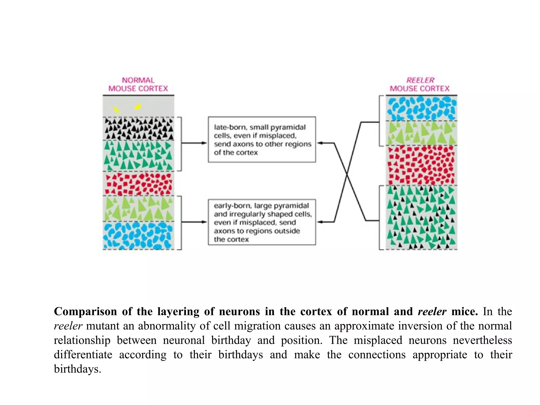 Comparison of the layering of neurons in the cortex of normal and  reeler  mice.  In the  reeler  mutant an abnormality of cell migration causes an approximate inversion of the normal relationship between neuronal birthday and position. The misplaced neurons nevertheless differentiate according to their birthdays and make the connections appropriate to their birthdays. 