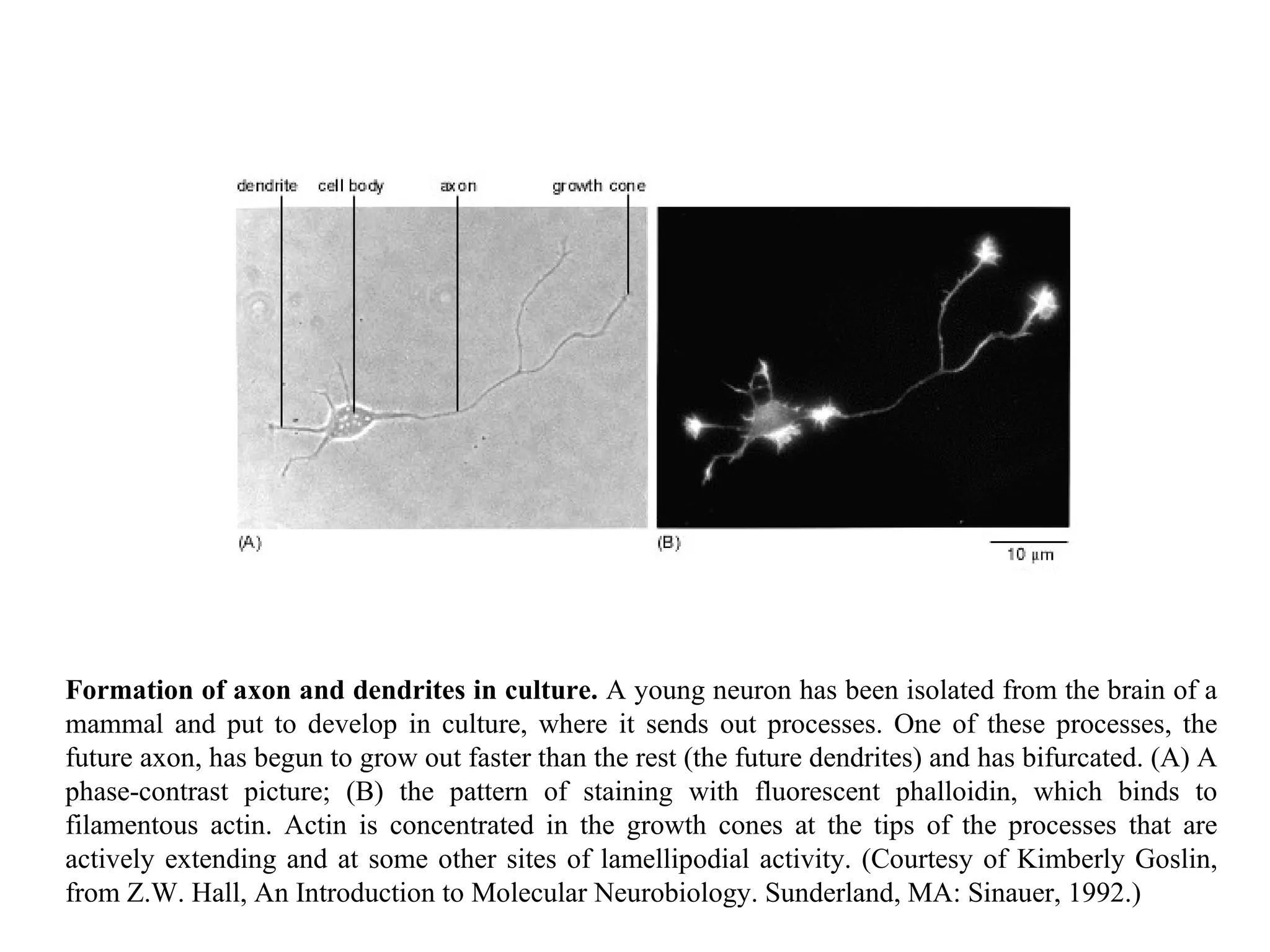 Formation of axon and dendrites in culture.  A young neuron has been isolated from the brain of a mammal and put to develop in culture, where it sends out processes. One of these processes, the future axon, has begun to grow out faster than the rest (the future dendrites) and has bifurcated. (A) A phase-contrast picture; (B) the pattern of staining with fluorescent phalloidin, which binds to filamentous actin. Actin is concentrated in the growth cones at the tips of the processes that are actively extending and at some other sites of lamellipodial activity. (Courtesy of Kimberly Goslin, from Z.W. Hall, An Introduction to Molecular Neurobiology. Sunderland, MA: Sinauer, 1992.) 