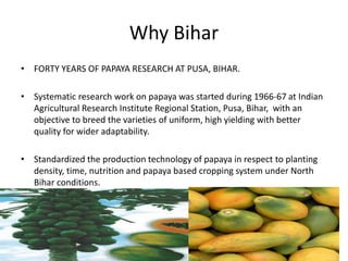 Why Bihar
• FORTY YEARS OF PAPAYA RESEARCH AT PUSA, BIHAR.
• Systematic research work on papaya was started during 1966-67 at Indian
Agricultural Research Institute Regional Station, Pusa, Bihar, with an
objective to breed the varieties of uniform, high yielding with better
quality for wider adaptability.
• Standardized the production technology of papaya in respect to planting
density, time, nutrition and papaya based cropping system under North
Bihar conditions.
 