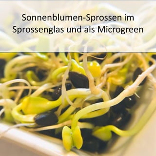 Sonnenblumen-Sprossen im
Sprossenglas und als Microgreen
 