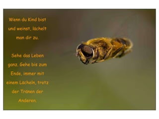 Wenn du Kind bist und weinst, lächelt man dir zu. Sehe das Leben ganz. Gehe bis zum Ende, immer mit einem Lächeln, trotz der Tränen der Anderen. 