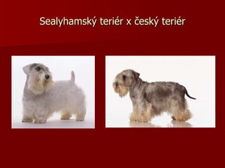 Sealyhamský teriér x český teriér 