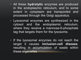 • All these hydrolytic enzymes are produced
in the endoplasmic reticulum, and to some
extent in cytoplasm are transported and
processed through the Golgi apparatus.

• Lysosomal enzymes are synthesized in the
cytosol and the endoplasmic reticulum,
where they receive a mannose-6-phosphate
tag that targets them for the lysosome.
• If the lysosomal enzymes do not reach the
target it causes inclusion-cell disease,
resulting in accumulation of waste within
these organelles

 