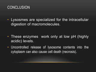 CONCLUSION
• Lysosmes are specialized for the intracellular
digestion of macromolecules.
• These enzymes work only at low pH (highly
acidic) levels.
• Uncontrolled release of lysosome contents into the
cytoplasm can also cause cell death (necrosis).

 