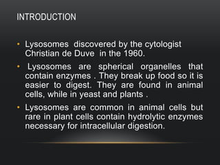 INTRODUCTION
• Lysosomes discovered by the cytologist
Christian de Duve in the 1960.
• Lysosomes are spherical organelles that
contain enzymes . They break up food so it is
easier to digest. They are found in animal
cells, while in yeast and plants .
• Lysosomes are common in animal cells but
rare in plant cells contain hydrolytic enzymes
necessary for intracellular digestion.

 