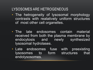 LYSOSOMES ARE HETROGENEOUS
• The hetrogeneity of lysosomal morphology
contrasts with realatively uniform structures
of most other cell organelles.
• The late endosomes contain material
received from both the plasma membrane by
endocytosis
and
newly
synthesized
lysosomal hydrolases.
• Late endosomes fuse
lysosomes
to
form
endolysosomes.

with preexisting
structures
that

 