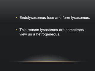 • Endolysosomes fuse and form lysosomes.
• This reason lysosomes are sometimes
view as a hetrogeneous.

 