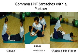 SPS451/FSRUiTM
Common PNF Stretches with a
Partner
Calves
Groin
Quads & Hip Flexor
 