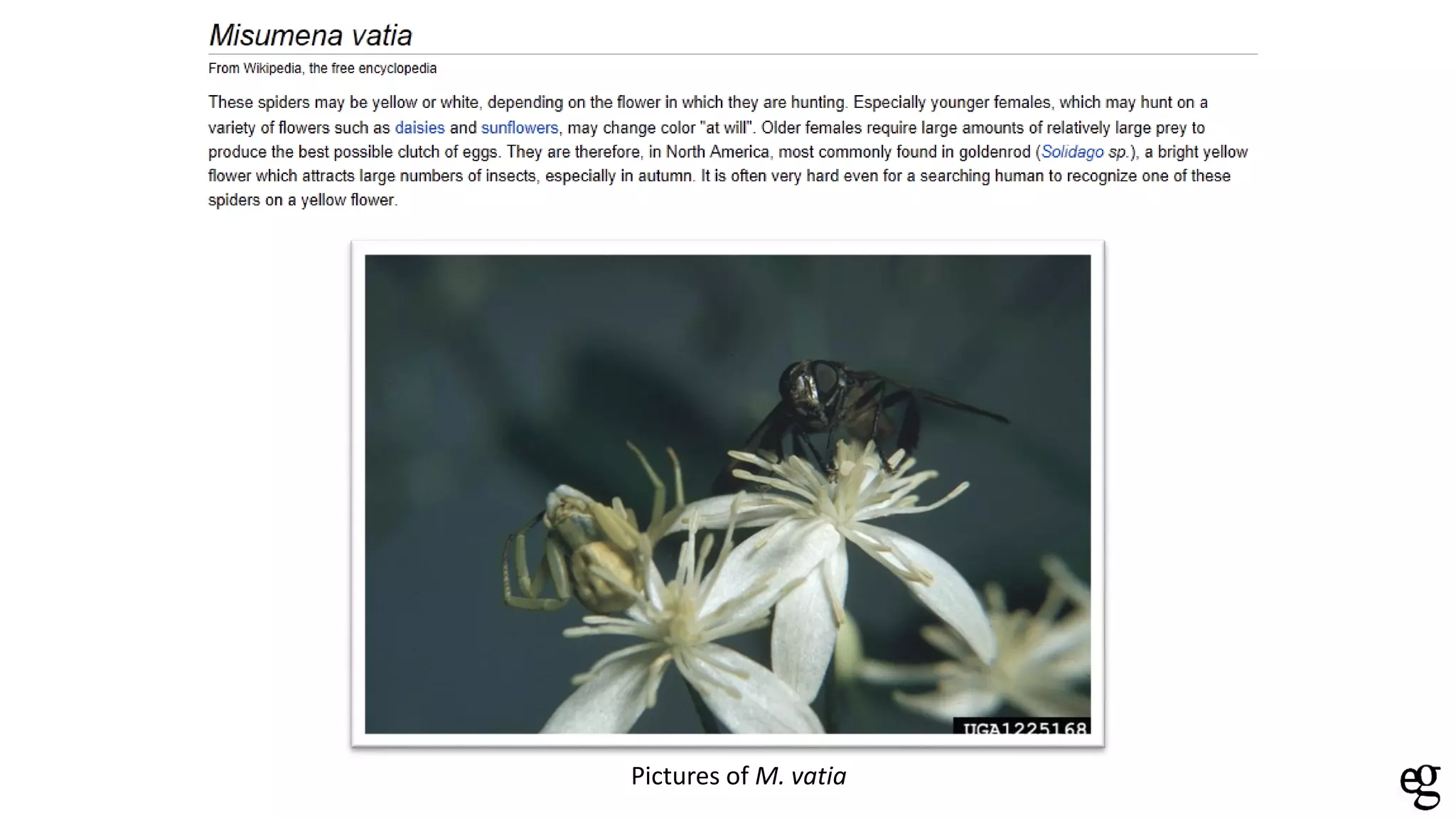 Pictures of M. vatia
 