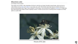 Pictures of M. vatia
 