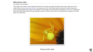 Pictures of M. vatia
 