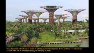 Supertrees son estructuras en forma de árbol que dominan el paisaje de los jardines, con alturas que
oscilan entre los 25 metros (82 pies) y 50 metros (160 pies).
 