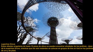 supertree Grove
Estos árboles singulares de hasta 16 pisos de altura se pueden encontrar alrededor de los jardines - doce
de la supertree Grove, mientras que los seis restantes se colocan en grupos de tres en tres en los jardines
de oro y de plata.
 