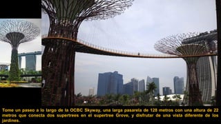 Tome un paseo a lo largo de la OCBC Skyway, una larga pasarela de 128 metros con una altura de 22
metros que conecta dos supertrees en el supertree Grove, y disfrutar de una vista diferente de los
jardines.
 
