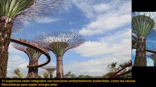 11 supertrees están integrados con funciones ambientalmente sostenibles, como las células
fotovoltaicas para captar energía solar.
 