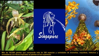 Más de 162.900 plantas que comprende más de 200 especies y variedades de bromelias, orquídeas, helechos y
enredaderas con flores tropicales se plantan en los supertrees
 