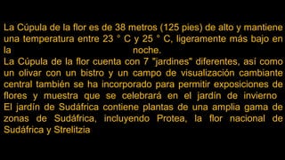 La Cúpula de la flor es de 38 metros (125 pies) de alto y mantiene
una temperatura entre 23 ° C y 25 ° C, ligeramente más bajo en
la noche.
La Cúpula de la flor cuenta con 7 "jardines" diferentes, así como
un olivar con un bistro y un campo de visualización cambiante
central también se ha incorporado para permitir exposiciones de
flores y muestra que se celebrará en el jardín de invierno
El jardín de Sudáfrica contiene plantas de una amplia gama de
zonas de Sudáfrica, incluyendo Protea, la flor nacional de
Sudáfrica y Strelitzia
 